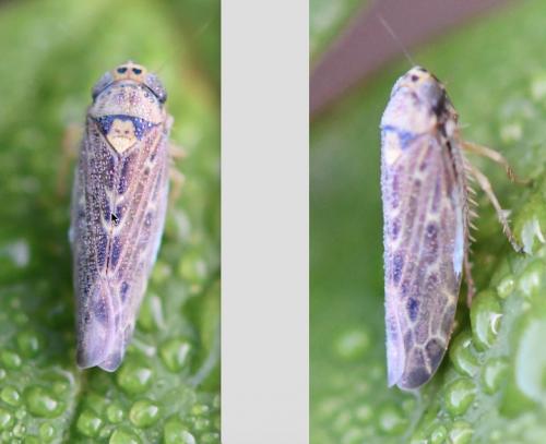 Réf. 266 369 : Lamprotettix nitidulus
